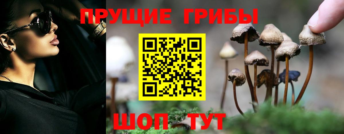 закладка  Вход с VPN  Брянск  Галлюциногенные грибы Psilocybe 